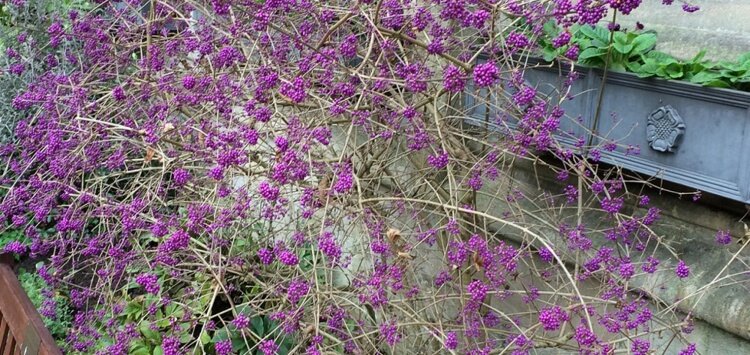 arbuste d’ornement à floraison automnale emballer baies violettes