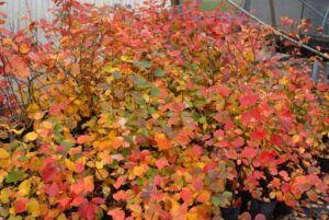 arbuste d’ornement à floraison automnale injecter couleurs automne paysage