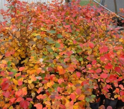 arbuste d’ornement à floraison automnale injecter couleurs automne paysage