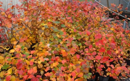 arbuste d’ornement à floraison automnale injecter couleurs automne paysage