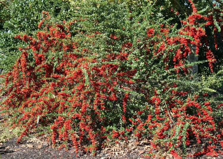 arbuste d’ornement à floraison automnale jolies baies rouges