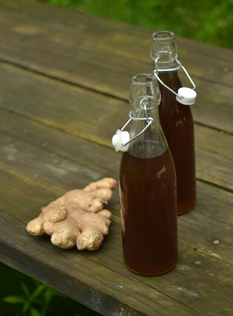 bienfaits et recette de bière de gingembre avec ginger bug ginger beer plant