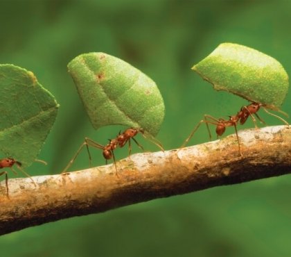 omment éloigner les fourmis méthodes naturelles eco-friendly