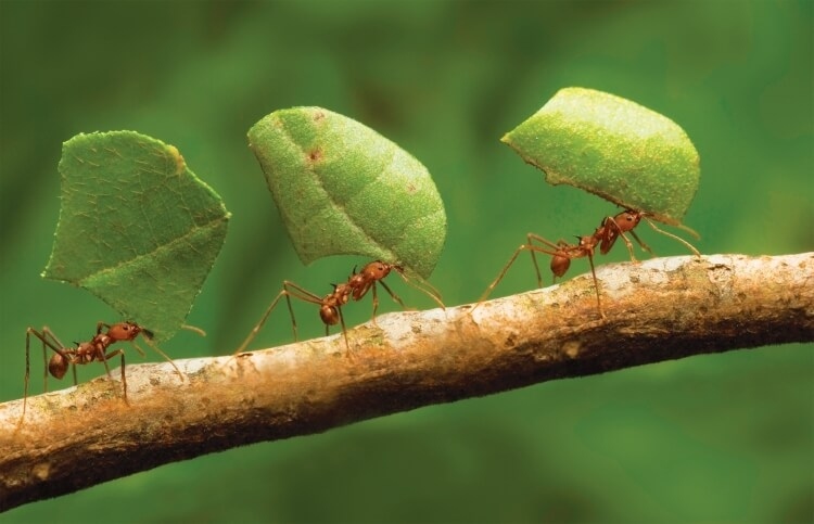 omment éloigner les fourmis méthodes naturelles eco-friendly