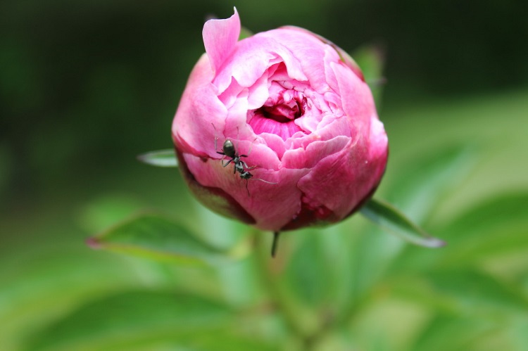 culture pivoine fleurs et fourmis peony insects