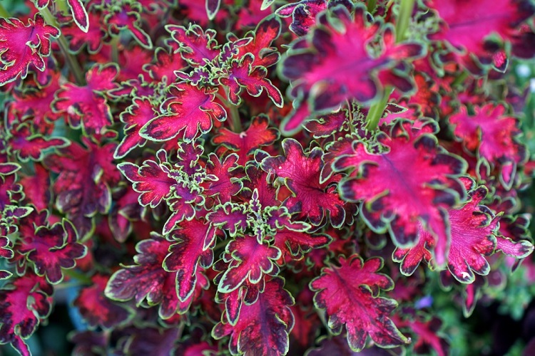 fleurs porte entree plante rouge et vert