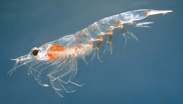 huile de krill avis medical zooplancton ocean antarctique