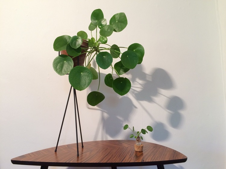 pilea peperomioides