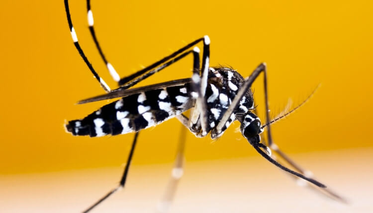 moustique tigre porteur virus coronavirus danger santé