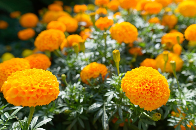 orange marigold calendula fleur deco