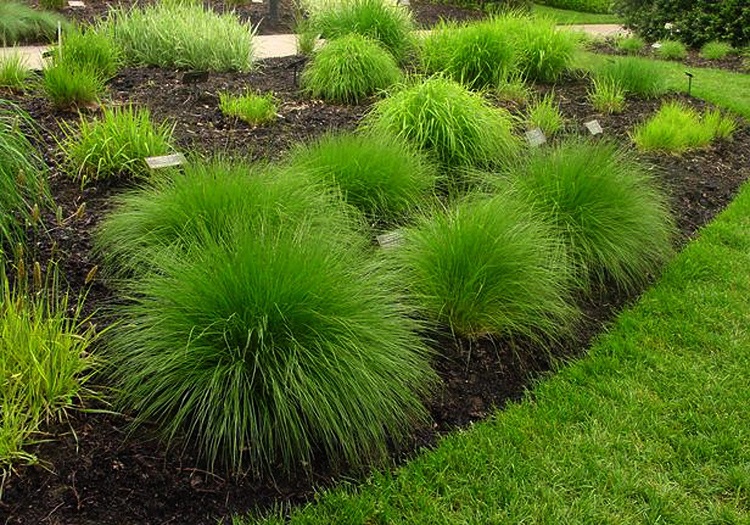ornamental grass Graminée ornementale