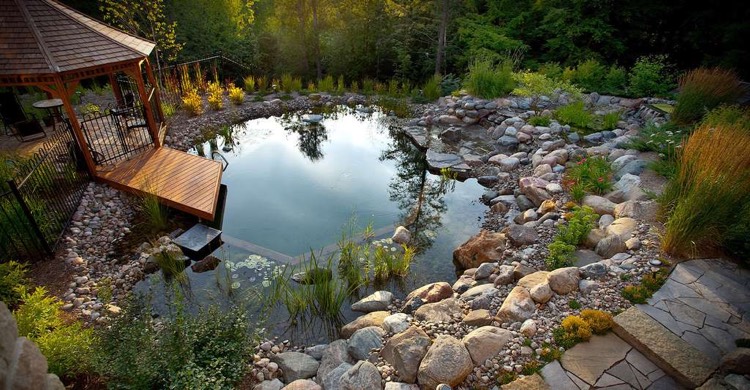 petite piscine naturelle zone de filtration plantes aquatiques deco pierre naturelle pont gazebo bois