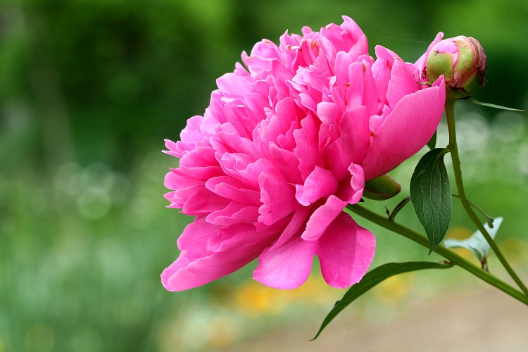 une fleur de peony rose