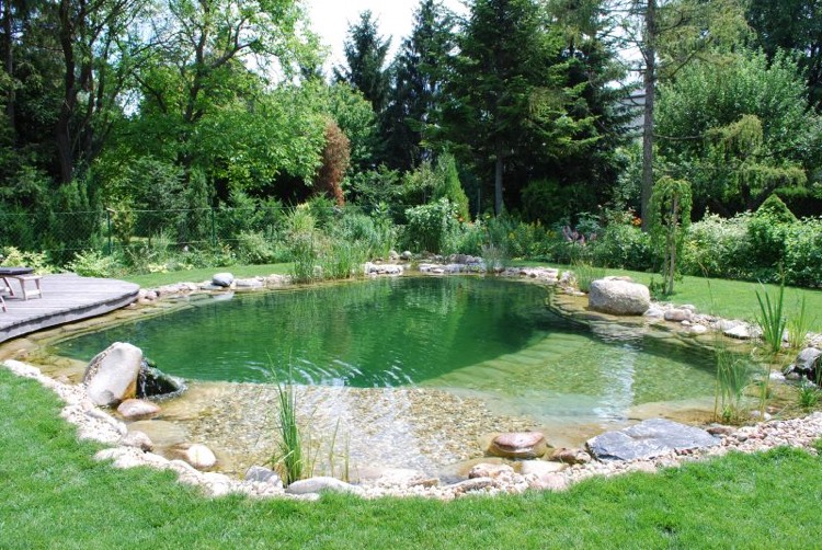 piscine naturelle forme libre plantes aquatiques decoratives graviers