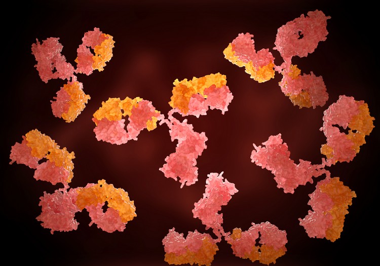 anticorps intestins système immunitaire nouvelle étude