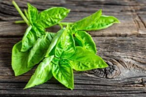 basilic frais feuilles bienfaits santé