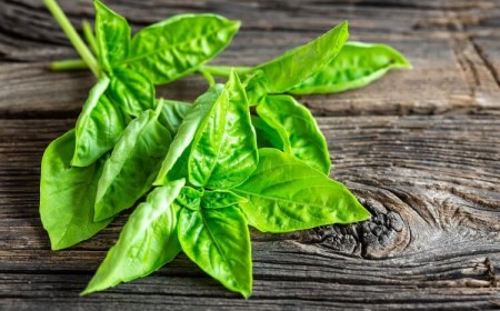 basilic frais feuilles bienfaits santé