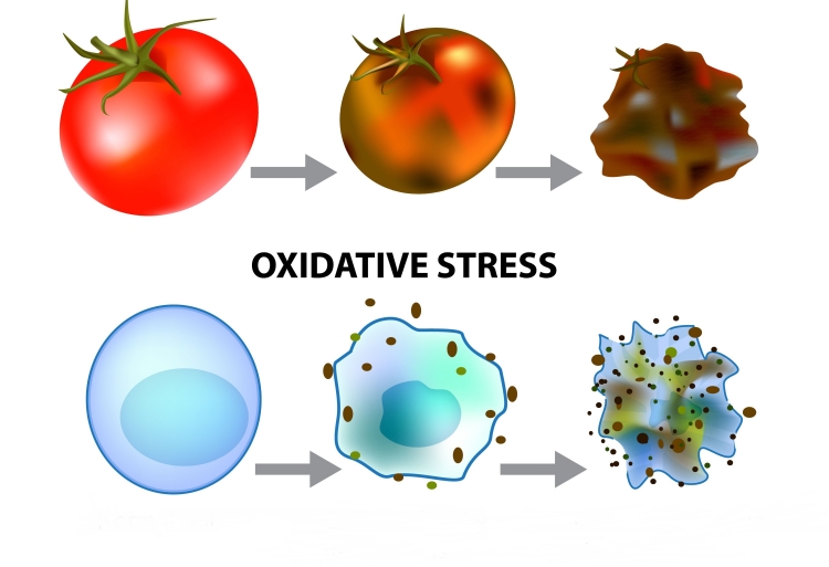effets négatifs stress oxidatif maladie covid-19 symptômes graves
