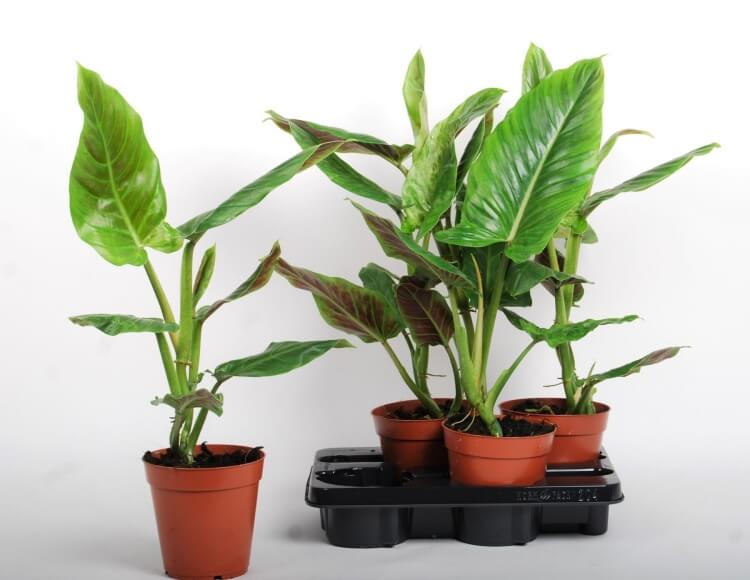 plantes vénéneuses cultiver maison attention Philodendron
