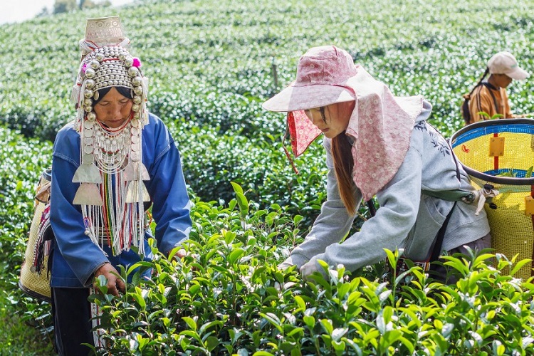thailand plantation verte thé tea noir