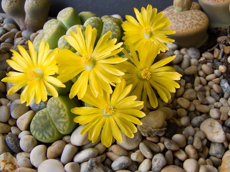 Lithops Bromfieldi insularis feuillage marron verdatre fleurs jaunes