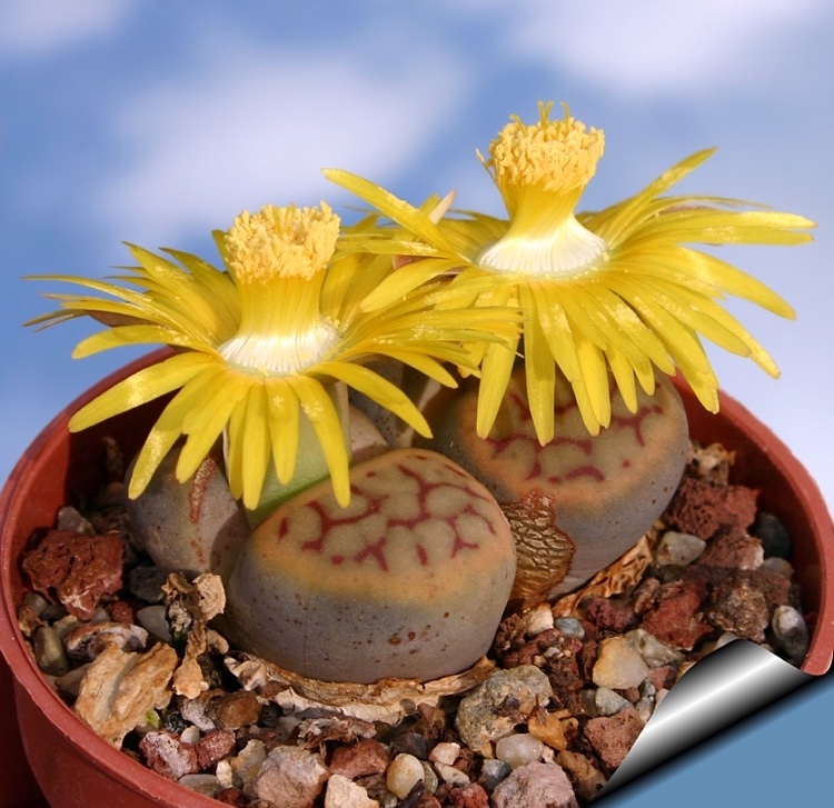 Lithops schwantesii fleurs jaune brillant
