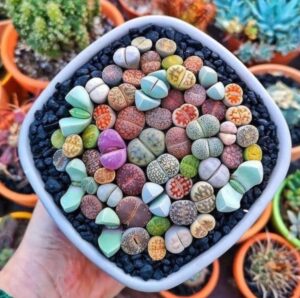 composition de plantes cailloux multicolores