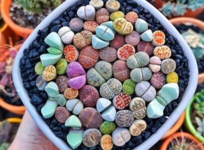 composition de plantes cailloux multicolores