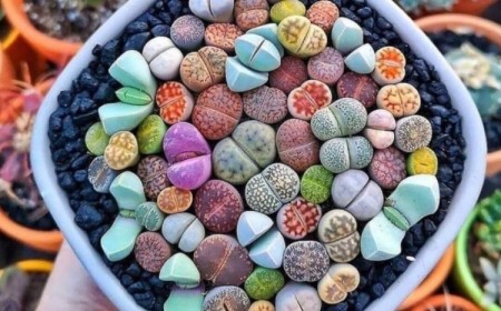composition de plantes cailloux multicolores