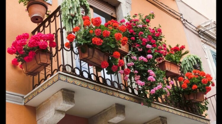 fleur automne balcon utiliser partie extérieure garde-fous