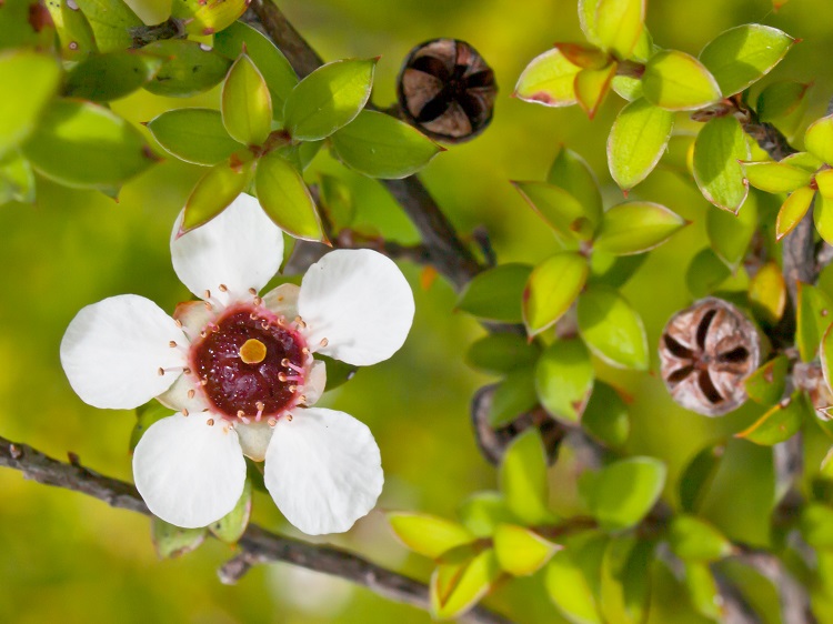 fleur de manuka arbuste autralien