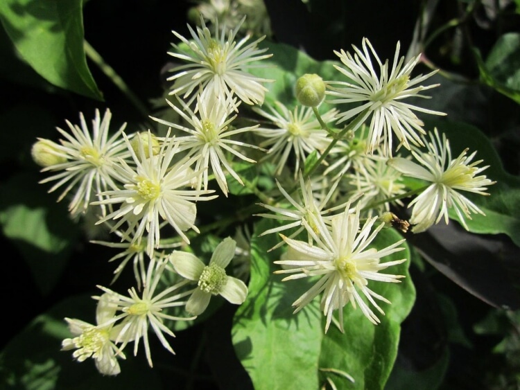 fleurs de Bach infusion plantes bach maigrir