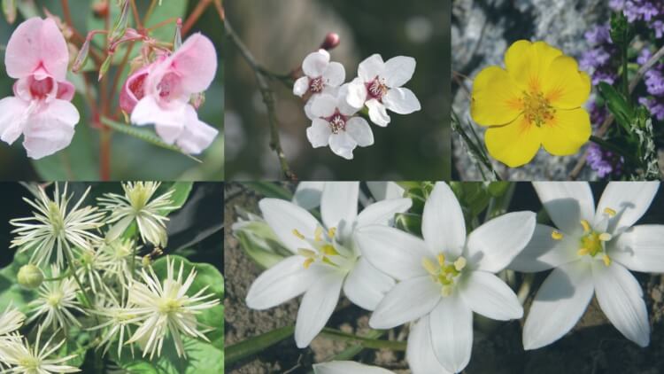 fleurs de Bach sept medicaments homéopathiques