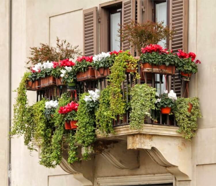 fleurs d’automne balcon alternance cyclamens rouges blancs