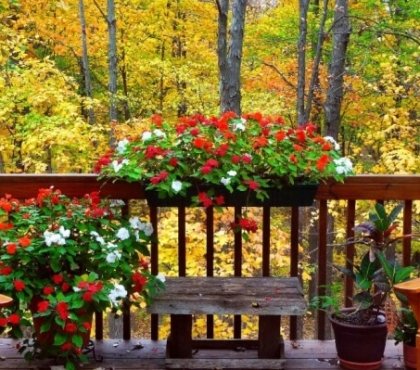 fleurs d’automne balcon belles couleurs automnales
