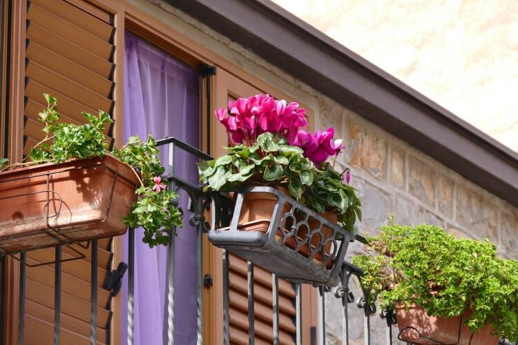 fleurs d’automne pour balcon cyclamen jardinière support fixé