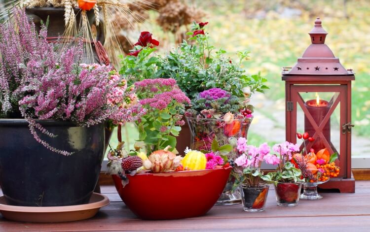 fleurs pour balcon en automne bruyères érica épis blé décorations