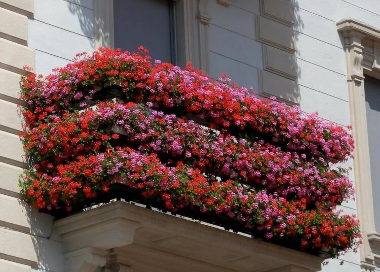 fleurs pour balcon en automne trois rangées bicolores