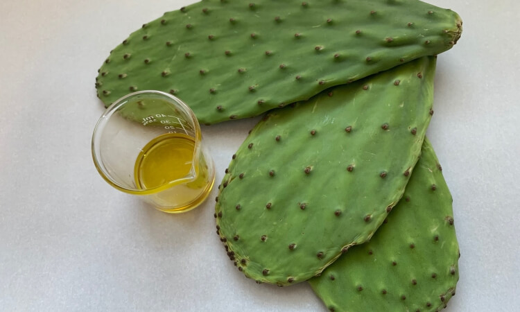 huile de cactus teneur graisses acides aminés