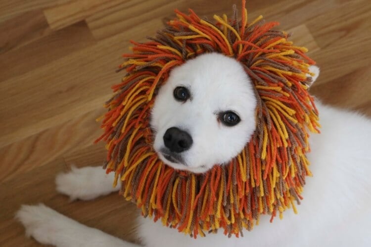 idée déguisement halloween chien diy crinière de lion