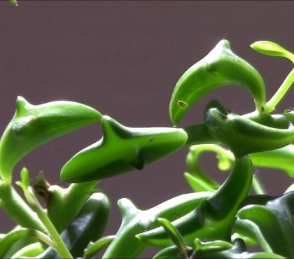 plante verte avec des feuilles intéressantes