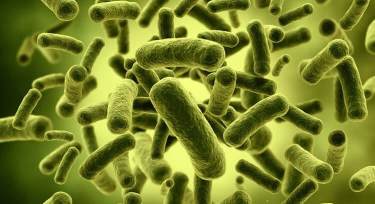 probiotiques sources bactéries favorables santé intestinale immunité