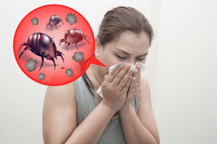 allergie aux acariens symptômes similaires grippe saisonnière