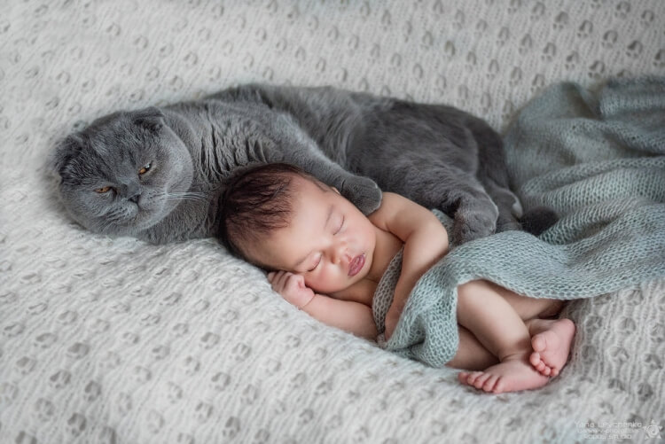 apprendre chat interagir avec nouveau-né