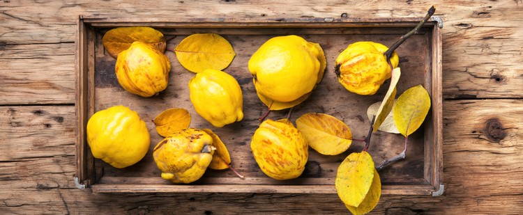 bienfaits du coing fruit automne favoriser sa santé intestinale