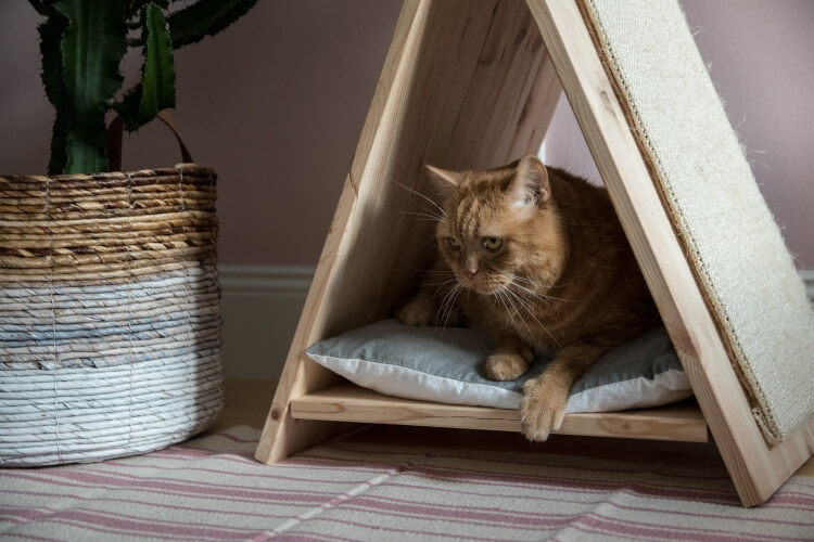 diy tente abri chat en bois avec tapis à gratter