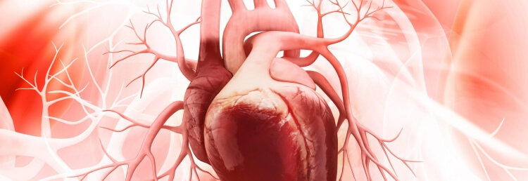 facteurs de risque des maladies cardiovasculaires indice masse corporelle