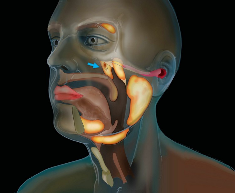 glandes salivaires découvertes dans le crâne humain nouvel organe