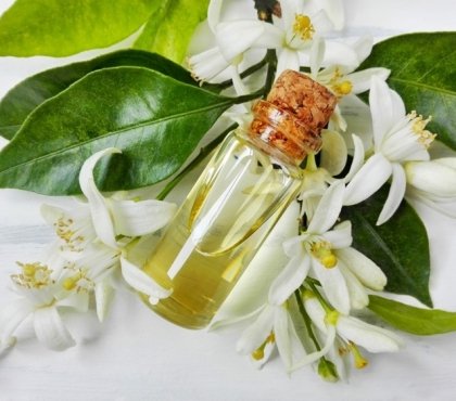 huile essentielle de néroli fleurs blanches et feuilles