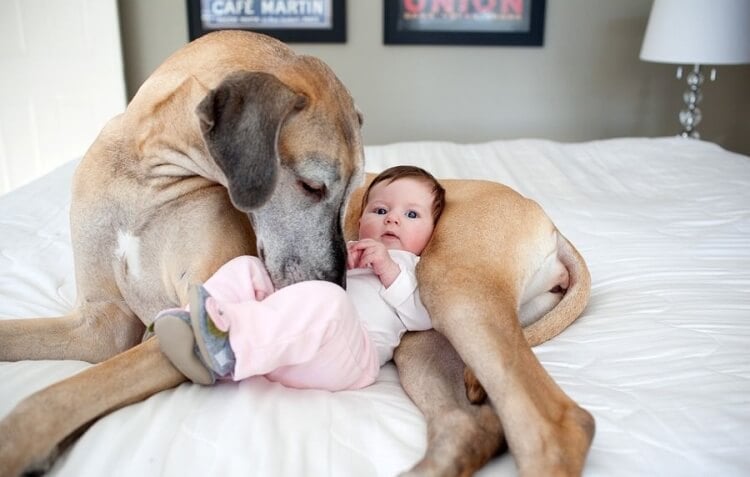 préparer animal domestique pour arrivée bébé maison amitié nourrisson chien